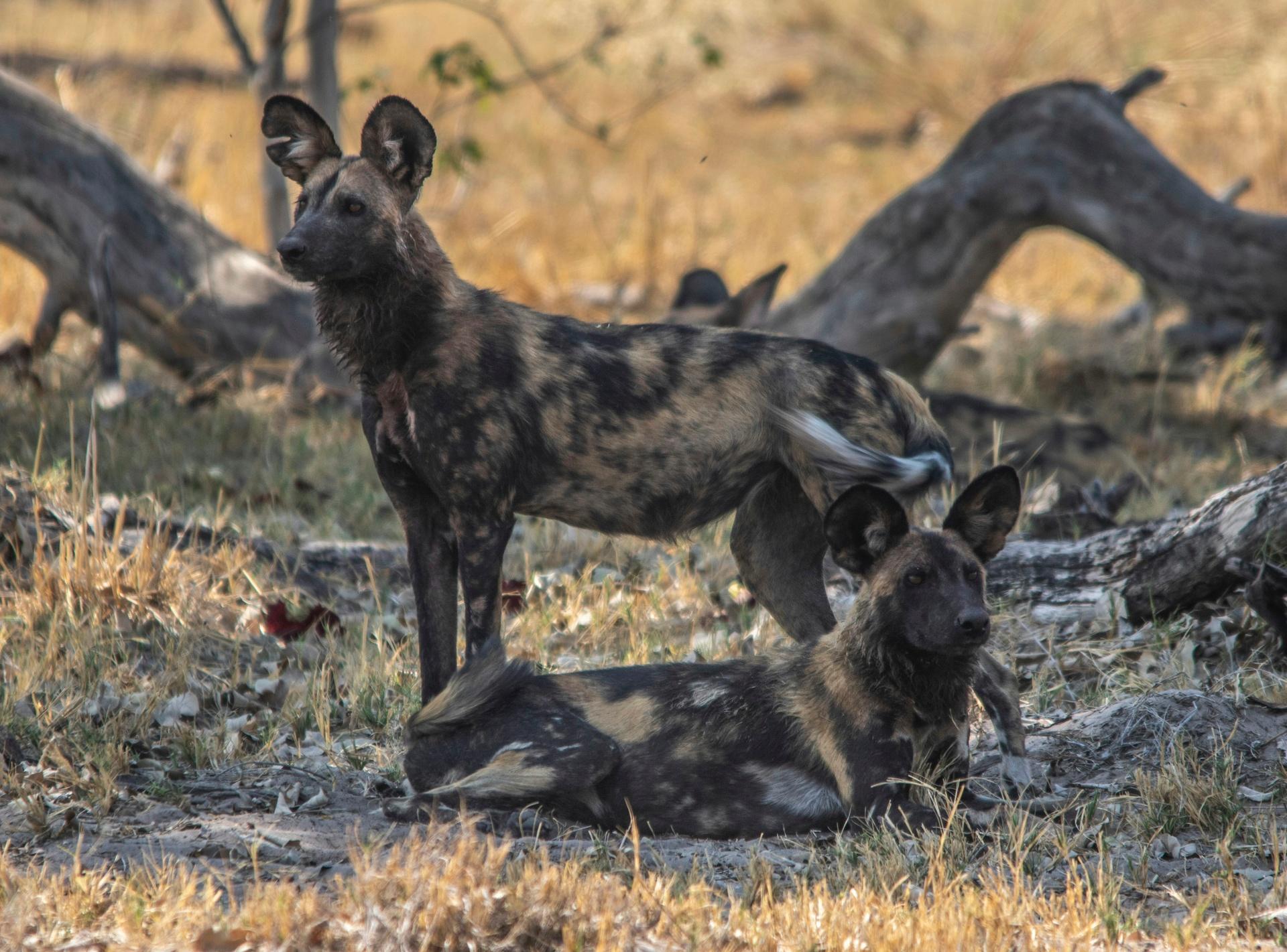 7-day-chobe-np-elephant-sands-makgadikgadi-okavango-moremi-journey-beyond-nature-safaris-7438432605