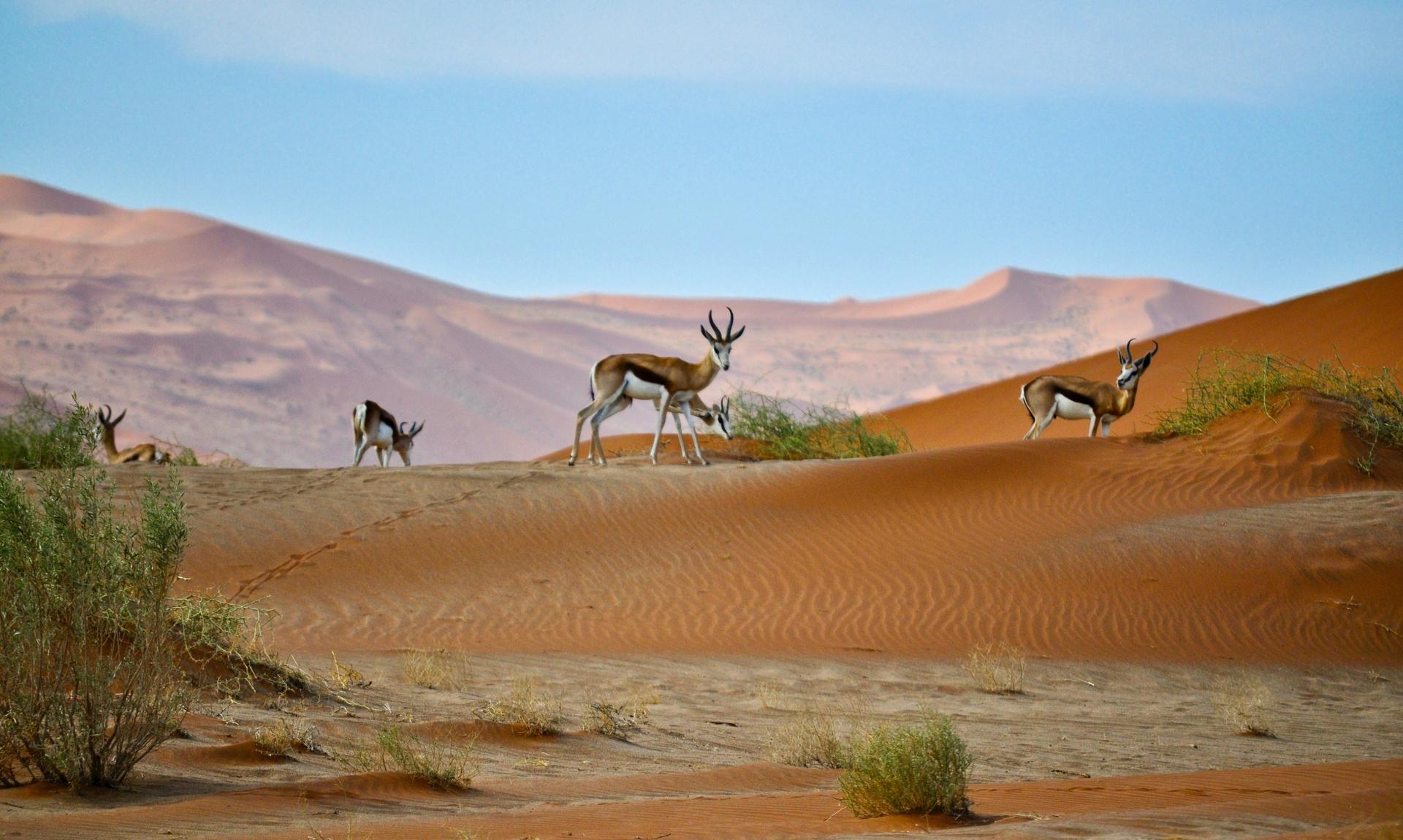 8-day-sossusvlei-desert-makgadikgadi-pan-okavango-delta-moremi-journey-beyond-nature-safaris-5202798089