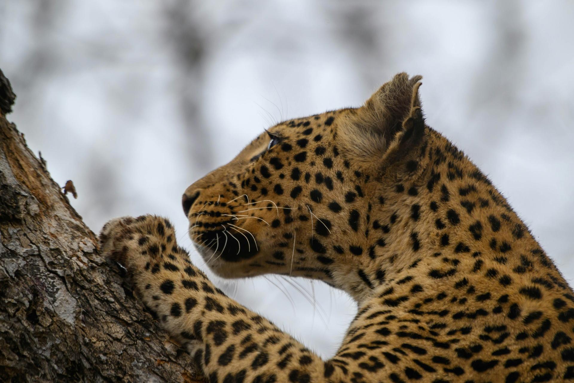 experience-experience-private-village-tour-from-victoria-falls-journey-beyond-nature-safaris-46022455