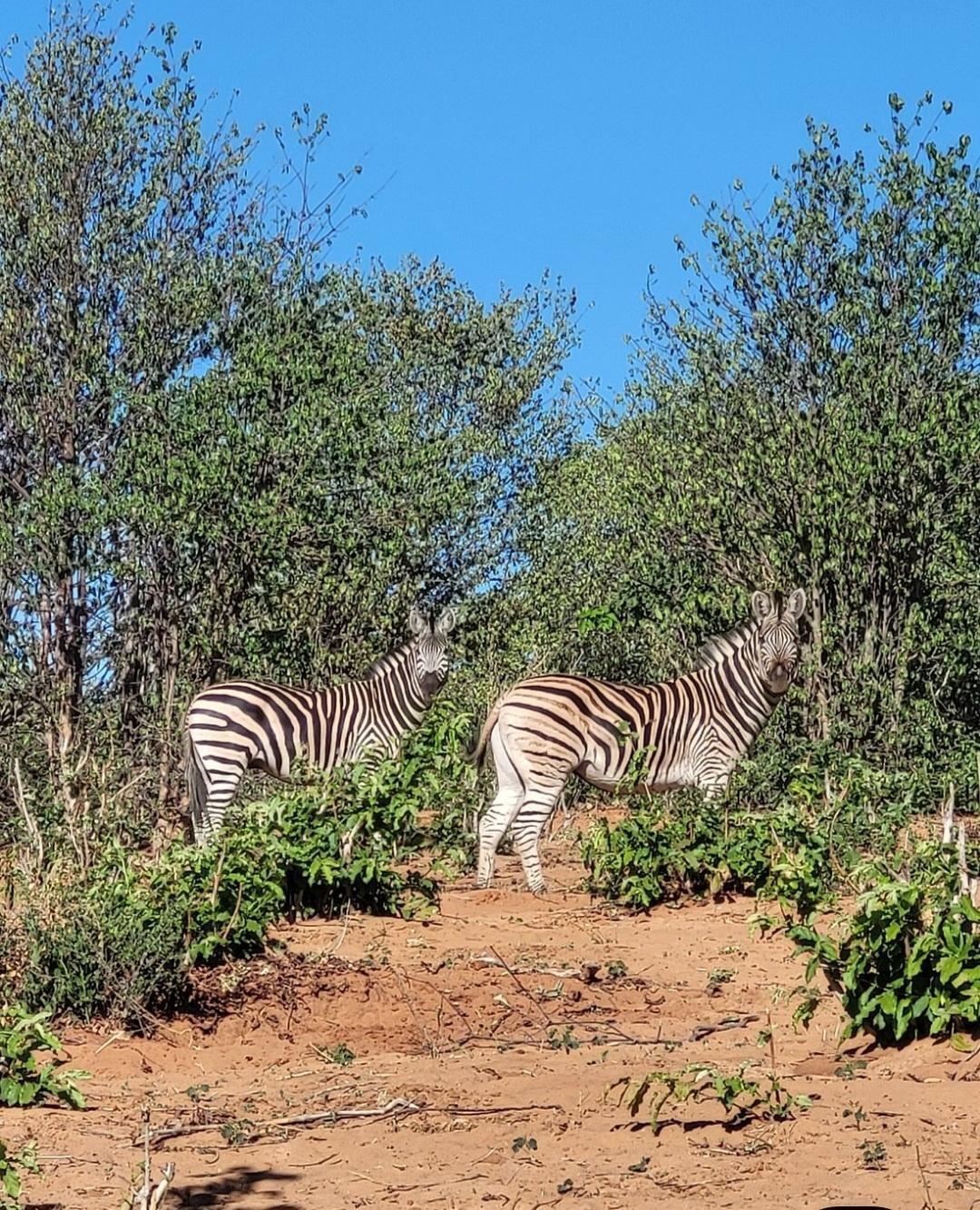 from-victoria-falls-extend-chobe-day-trip-with-lunch-journey-beyond-nature-safaris-81637900