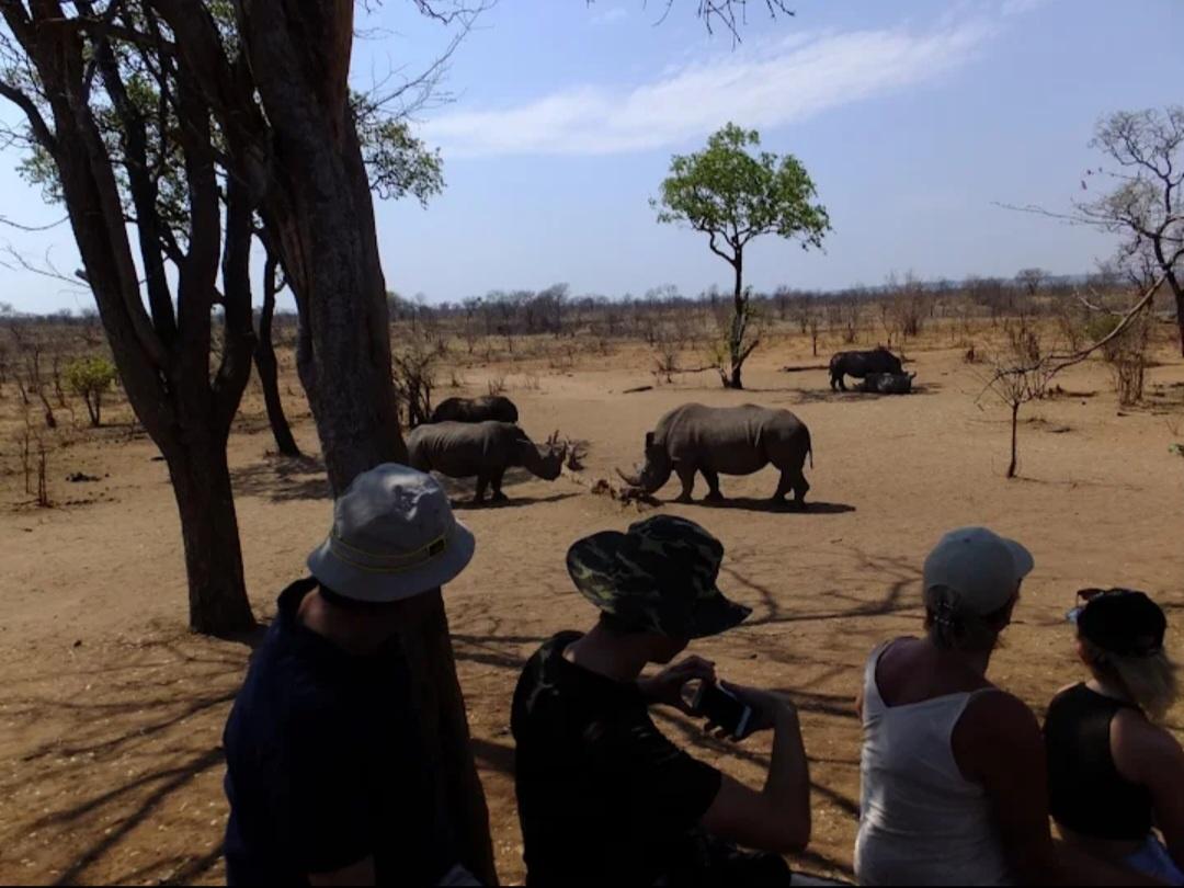 from-victoria-falls-game-drive-rhino-walk-journey-beyond-nature-safaris-15213085